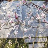 Nordman Realisatie stadstuin terras magnolia